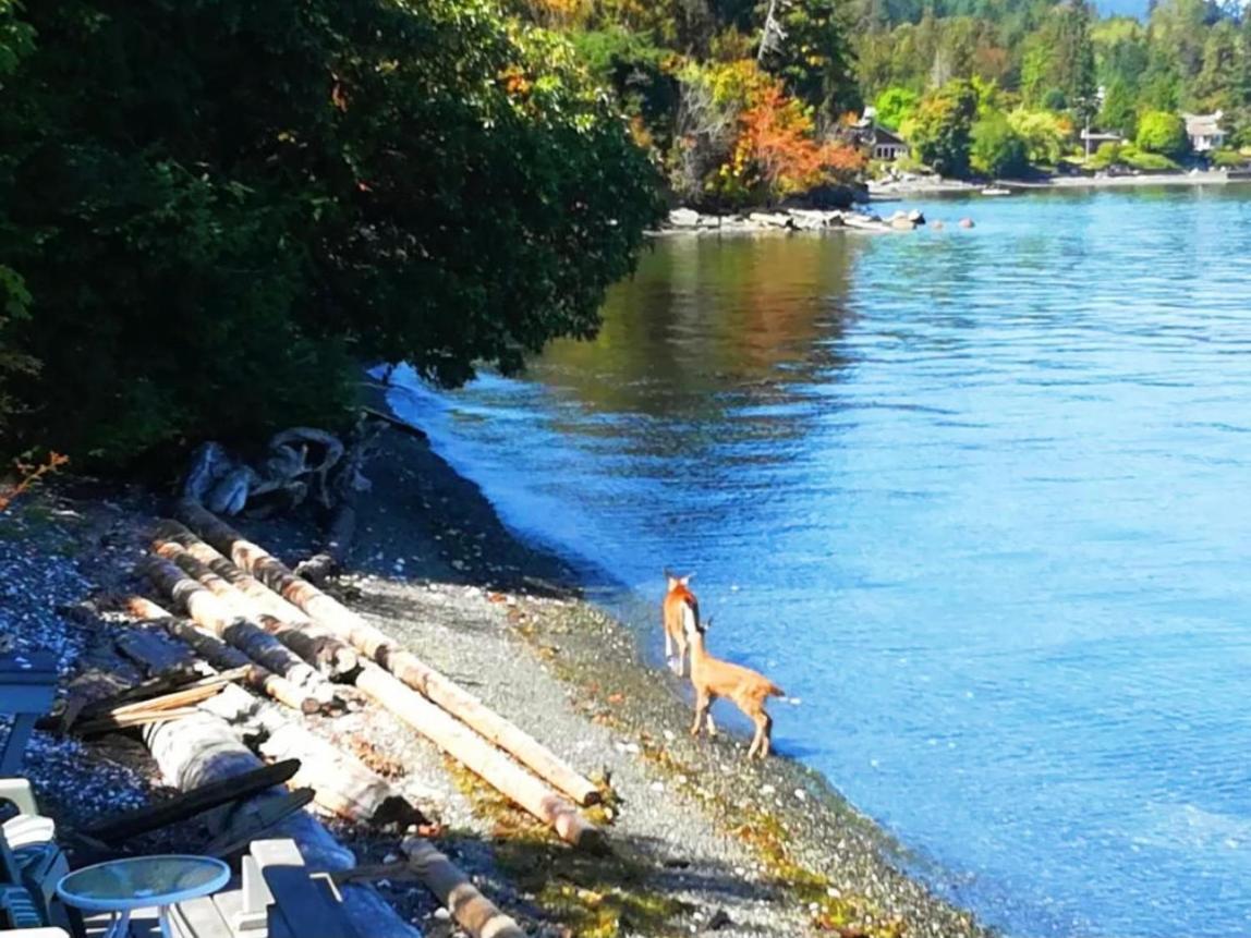 Walkon Waterfront Castle Cove Inn Chemainus Eksteriør billede